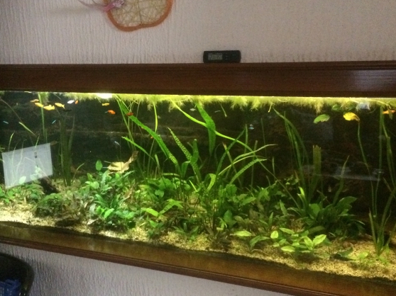 Annonce occasion, vente ou achat 'poissons+plantes aquarium'