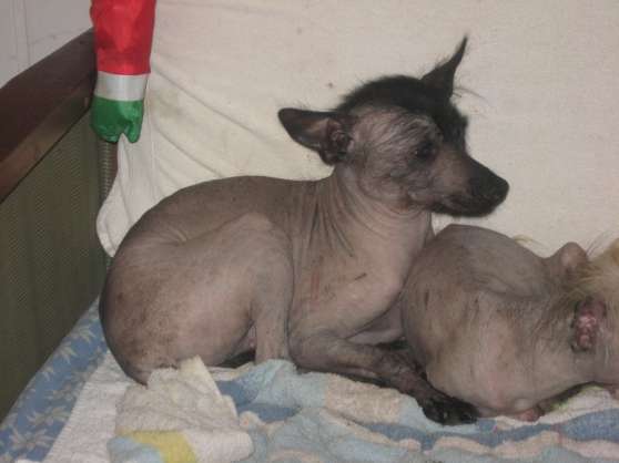 Chien nu du mexique lof - Marche.fr
