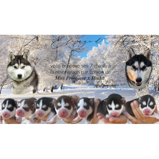 Annonce occasion, vente ou achat 'chiot husky'