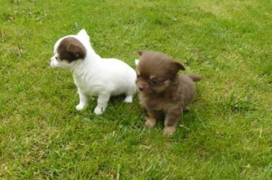 Annonce occasion, vente ou achat 'Donne chiots type chihuahua non lof'