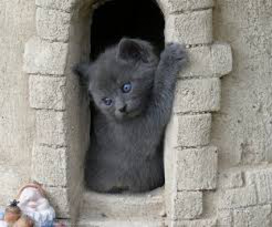 Chaton type chartreux