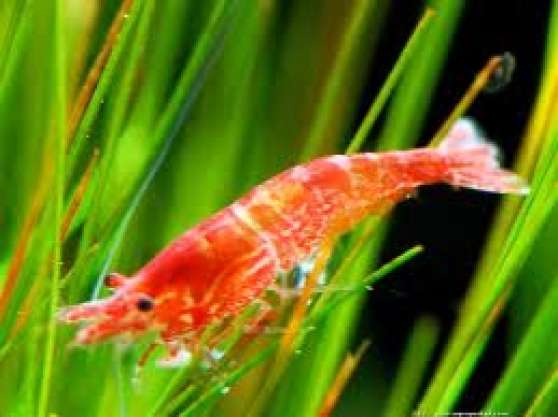 Annonce occasion, vente ou achat 'crevettes red cherry,guppy'