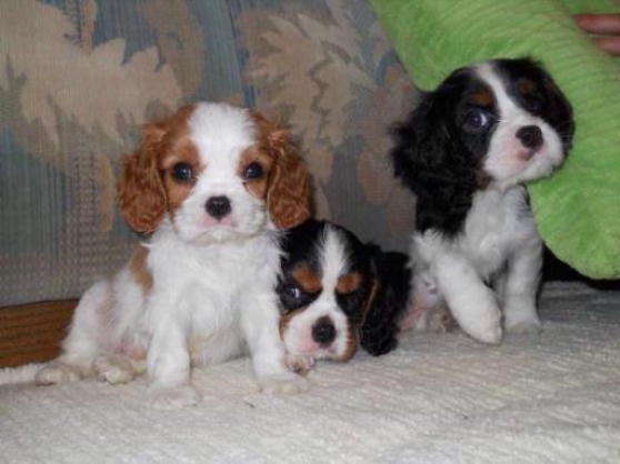 donne chiots cavalier king charles