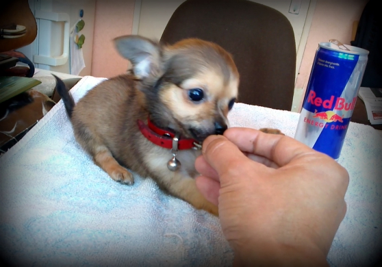Annonce occasion, vente ou achat 'Chihuahua mini'