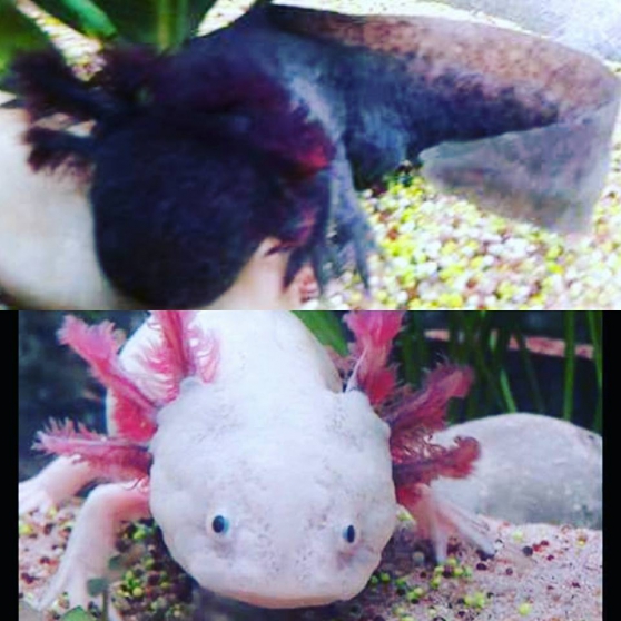 Annonce occasion, vente ou achat 'vends couple adulte axolotls avec ou sa'