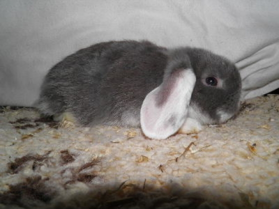 Annonce occasion, vente ou achat 'bbs lapin nain belier a placer'