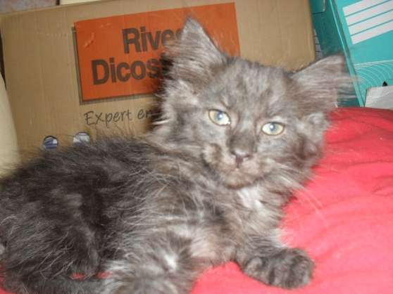 Annonce occasion, vente ou achat '2 chatonnes type mainecoon non loof'