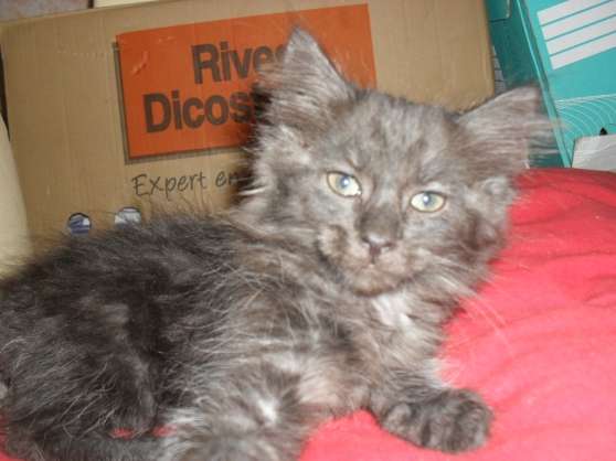 2 Chatonnes Type Mainecoon Non Loof Marche Fr