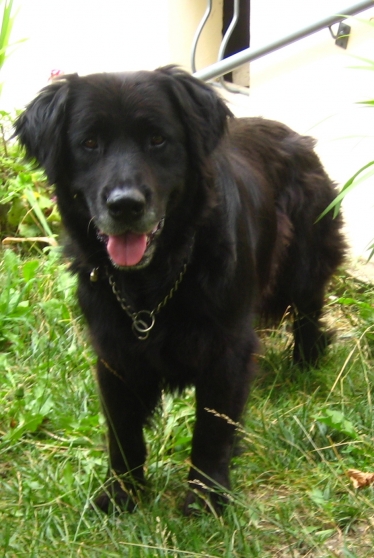 Annonce occasion, vente ou achat 'perdu chienne noire poils longs'