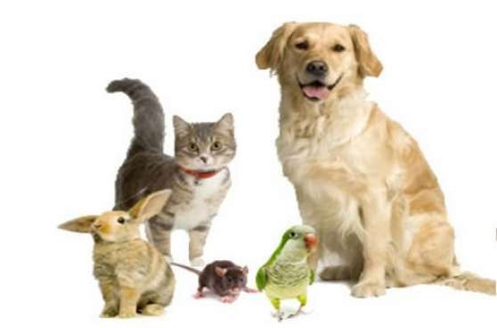 Annonce occasion, vente ou achat 'visites animaux a domicile'