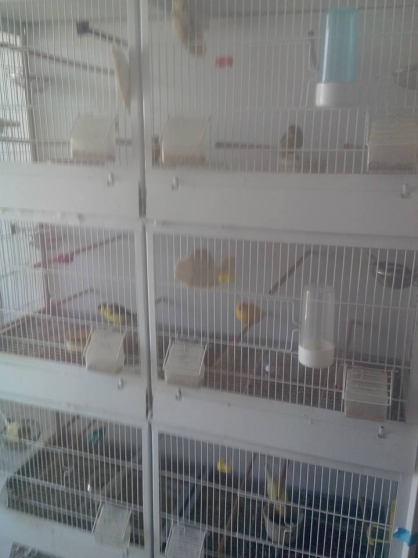 cage et oiseaux
