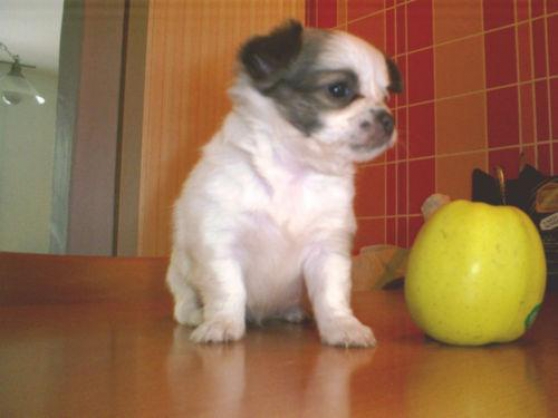 Annonce occasion, vente ou achat 'Chiot type Chihuahua femelle'
