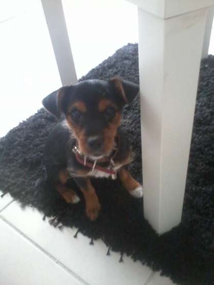 Annonce occasion, vente ou achat 'Perdue chienne type pinscher/york'