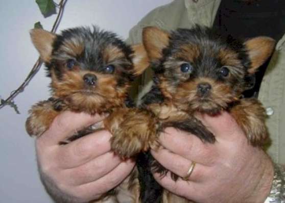 Annonce occasion, vente ou achat '2 Superbes bbs yorkshire terrier'