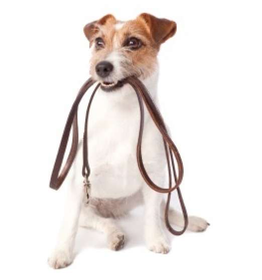 Annonce occasion, vente ou achat 'Promenade pour chien'
