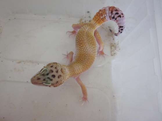 Annonce occasion, vente ou achat 'Reptiles boa gecko rats matriel terra'