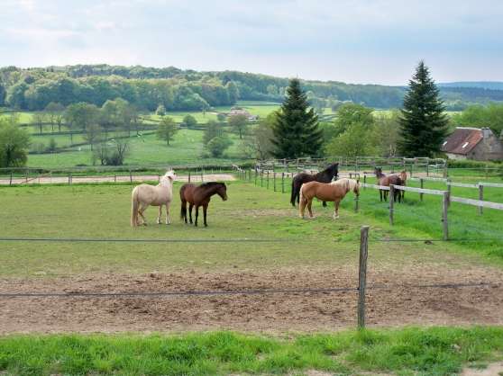 Annonce occasion, vente ou achat 'chevaux, poneys'