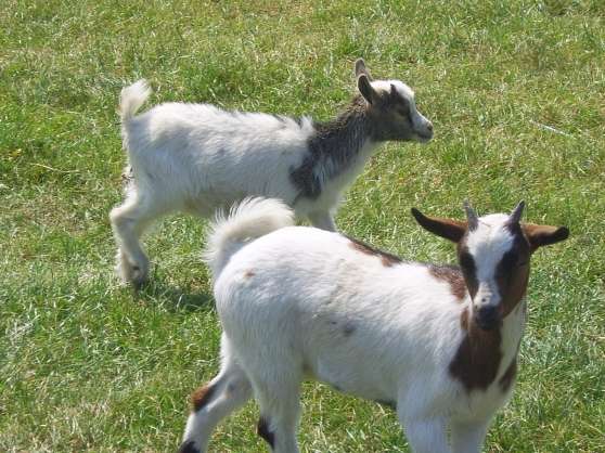 Recherchez Vente Ou Occasion Animaux Annonce Gratuite Sur Marche Fr Recherchez Vente Ou Occasion Animaux Annonce Gratuite Sur Marche Fr