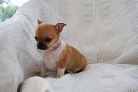 Annonce occasion, vente ou achat 'bbs chihuahua a'