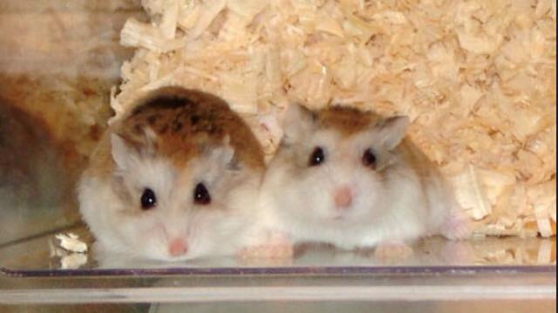 Annonce occasion, vente ou achat 'hamster roborovski de 7 mois a donner'