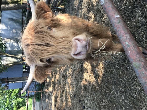 Highland Cattle de 2 ans