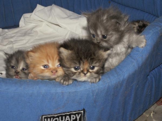 Adorable Chatons Persans Non Lof A Donne Marche Fr