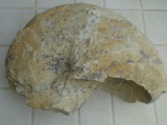 Fossile de nautile