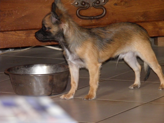 Recherchez Vente Ou Occasion Animaux Annonce Gratuite Sur