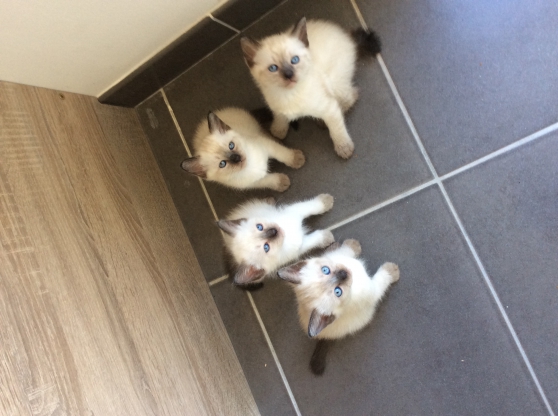 Annonce occasion, vente ou achat 'Chatons siamois'