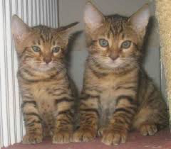 Annonce occasion, vente ou achat 'A VENDRE CHATONS BENGAL'