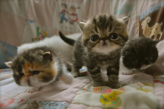 Annonce occasion, vente ou achat 'Chatons type exotic shorthair dispo'