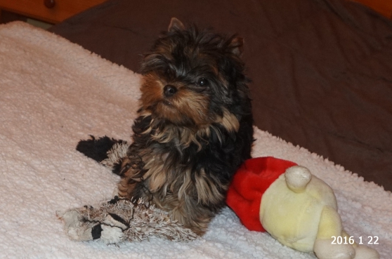 Annonce occasion, vente ou achat 'chiot d apparence yorkshire toy non lof'