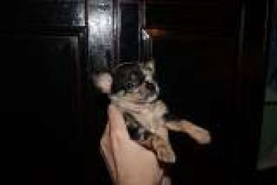 Annonce occasion, vente ou achat 'DON CHIOT TYPE CHIHUAHUA'
