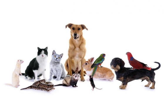 Annonce occasion, vente ou achat 'Garde de vos animaux'