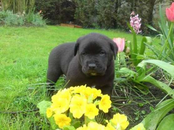 Chiots croisés sharpei labrador - Marche.fr