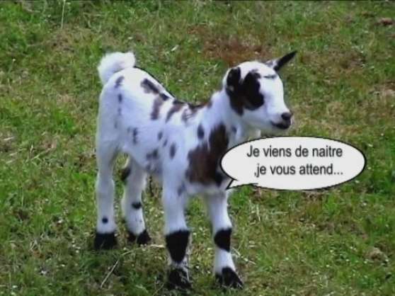 Recherchez Vente Ou Occasion Animaux Annonce Gratuite Sur Marche Fr