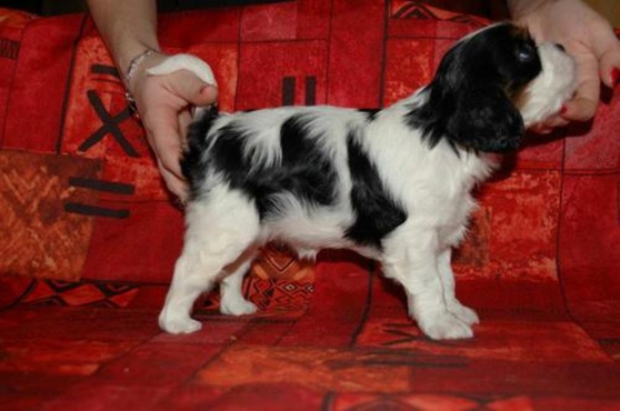 Annonce occasion, vente ou achat '3 Chiots Cavalier King Charles Spaniel l'