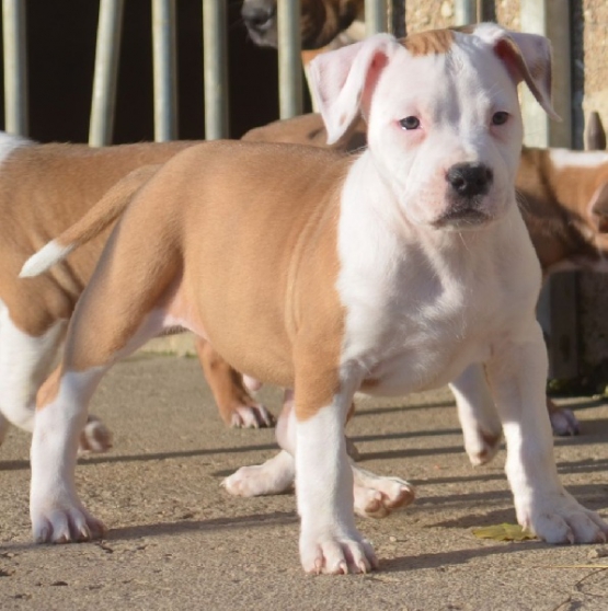 Chiot American Staffordshire Terrier Dis