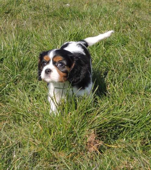 Cavalier King Charles à Vendre Le Bon Coin Chiots cavalier king charles non lof - Marche.fr