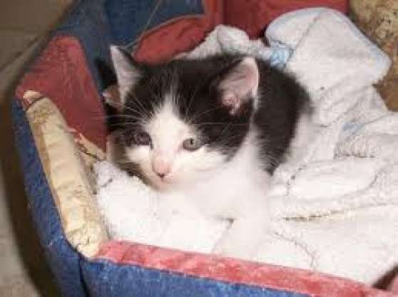Croise Maine Coon Marche Fr