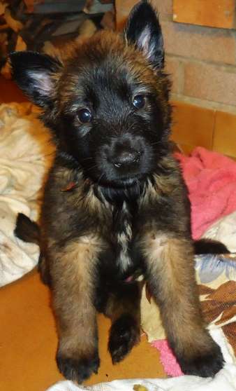 Annonce occasion, vente ou achat 'Chiots Berger Belge Malinois'