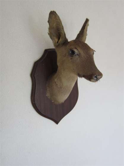 Tête de biche empaillée