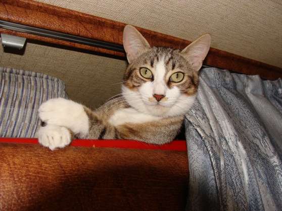 Perdu Chat Tigré Gris Et Blanc Yeux Vert Marchefr