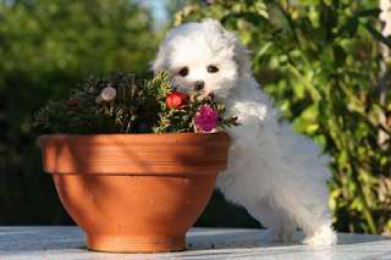 Bichon Maltais Femelle a donné