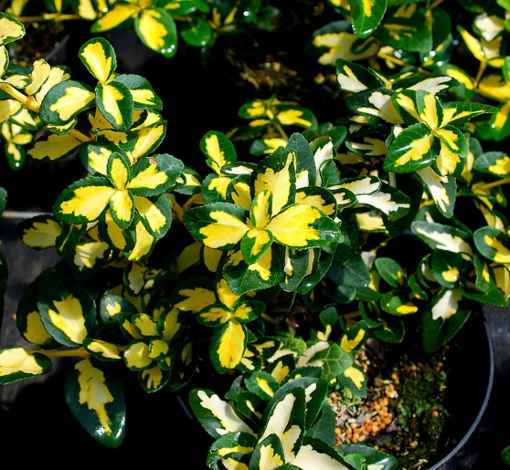 Annonce occasion, vente ou achat 'Arbuste persistant fusain sunspot'