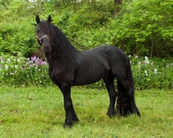 Annonce occasion, vente ou achat 'Noirs chevaux frisons'