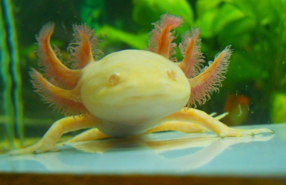 axolotl gold
