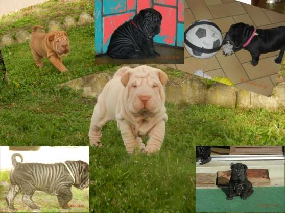 Annonce occasion, vente ou achat 'Chiots D\'apparence Shar Pe'