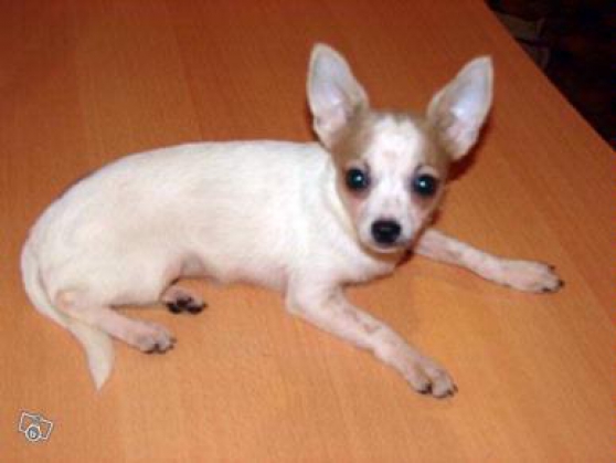 Annonce occasion, vente ou achat 'don magnifique Chihuahua'
