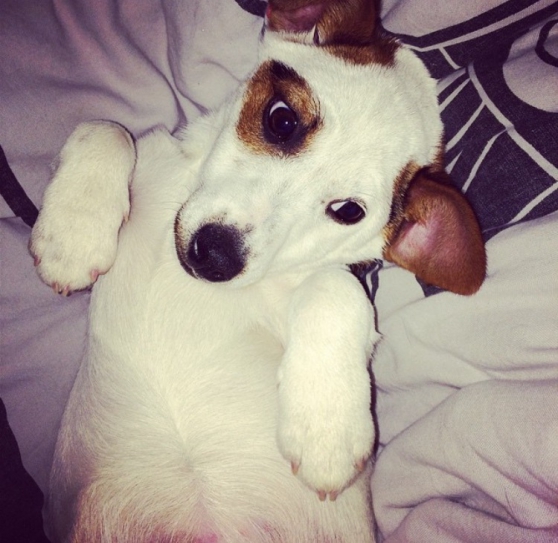 Annonce occasion, vente ou achat 'Chiot Jack Russell'